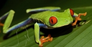 frog_tree_redeyed_tar_h_0624_cos0954.jpg